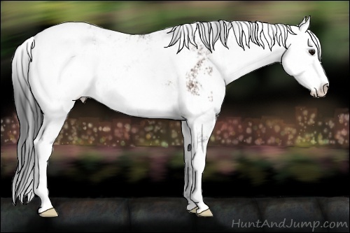 Horse Color:Brown Sabino Appaloosa