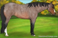 Horse Color:Bay Roan 