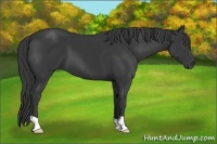 Horse Color:Black 