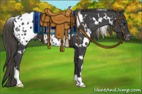 Horse Color:White Spotted Smoky Black Appaloosa 