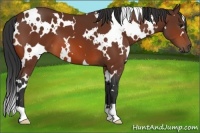 Horse Color:White Spotted Bay 
