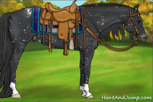 Horse Color:Black Appaloosa 