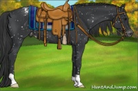 Horse Color:Black Appaloosa 