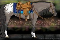 Horse Color:Grullo Appaloosa 