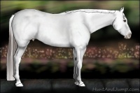 Horse Color:Liver Chestnut Appaloosa Rabicano