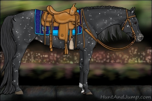 Horse Color:Black Appaloosa