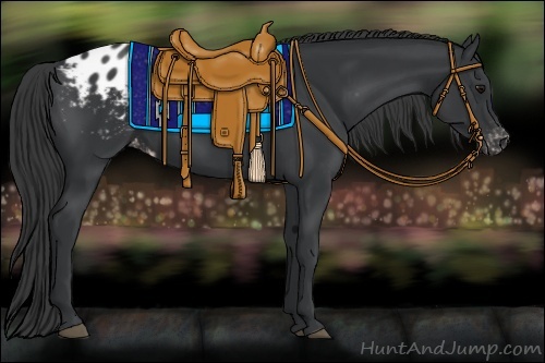 Horse Color:Black Appaloosa