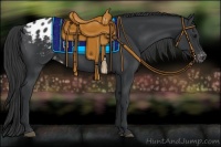 Horse Color:Black Appaloosa 