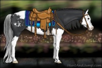 Horse Color:Black Splash Appaloosa 
