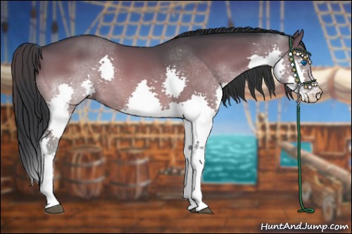 Horse Color:Bay Dun Splash 