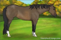 Horse Color:Brown Dun 