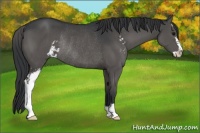 Horse Color:Grullo Sabino Rabicano