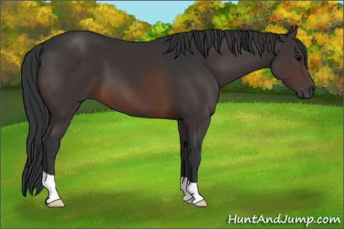 Horse Color:Brown 
