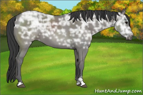 Horse Color:Grullo Ice Sabino