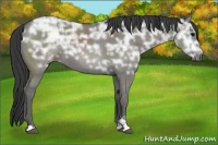 Horse Color:Grullo Ice Sabino 