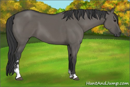 Horse Color:Grullo Sabino