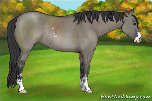 Horse Color:Grullo Sabino Rabicano