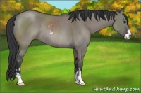 Horse Color:Grullo Sabino Rabicano