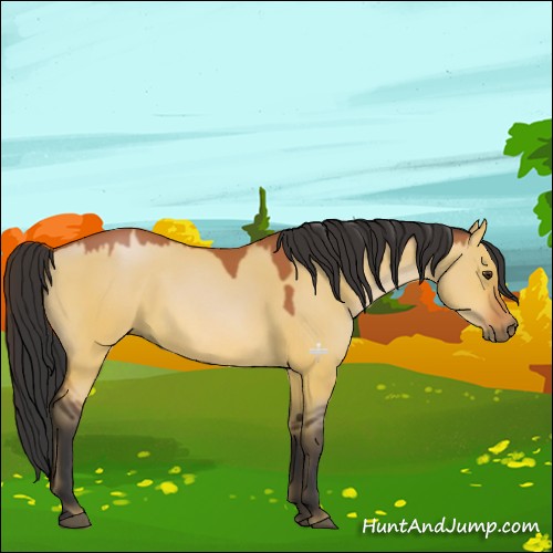 Horse Color:Bay Dun 