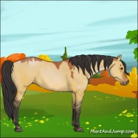 Horse Color:Bay Dun