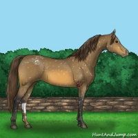 Horse Color:Buckskin Appaloosa 