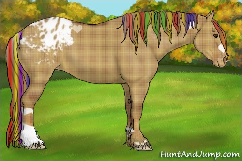 Horse Color:Painted Plaid Red Dun Appaloosa
