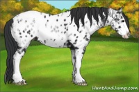 Horse Color:White Spotted Black Ice Splash Appaloosa 