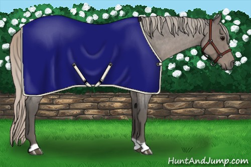 Horse Color:Silver Blue Roan 