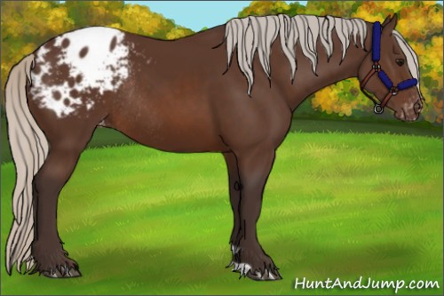 Horse Color:Silver Brown Blanket Rabicano
