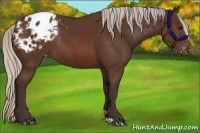 Horse Color:Silver Brown Blanket Rabicano