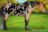 Horse Color:Gray White Spotted Buckskin Sabino Near Leopard 