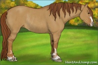 Horse Color:Red Dun Sabino Rabicano