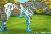 Horse Color:Thunderstruck Liver Red Dun Appaloosa 