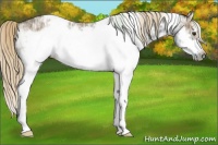 Horse Color:White Spotted Chocolate Palomino Ice Splash Frame Rabicano 