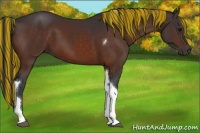 Horse Color:Painted Bay Tobiano Rabicano 