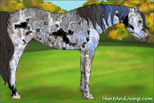 Horse Color:Gray Liver Chestnut Ice Frame 