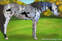 Horse Color:Gray Liver Chestnut Ice Frame 