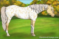 Horse Color:Silver Amber Champagne Dun Tobiano Appaloosa Rabicano 