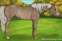 Horse Color:Chocolate Palomino Frame Rabicano 