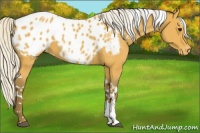 Horse Color:Silver Buckskin Sabino Tobiano Blanket 