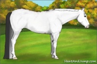 Horse Color:White Spotted Bay 