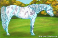 Horse Color:Gray Thunderstruck White Spotted Silver Buckskin Ice Pearl Dun Tobiano Near Leopard Rabicano 