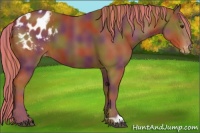 Horse Color:Painted Nacre Chestnut Appaloosa 