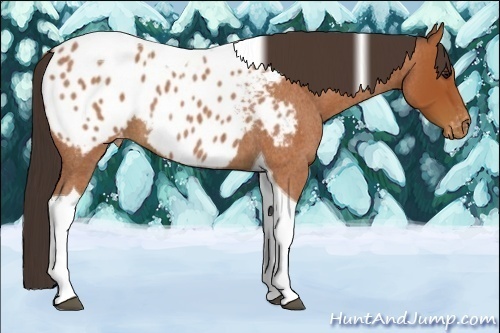 Horse Color:Bay Roan Tobiano Blanket