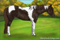 Horse Color:Liver Chestnut Ice Tobiano