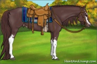 Horse Color:White Spotted Chocolate Black Appaloosa 