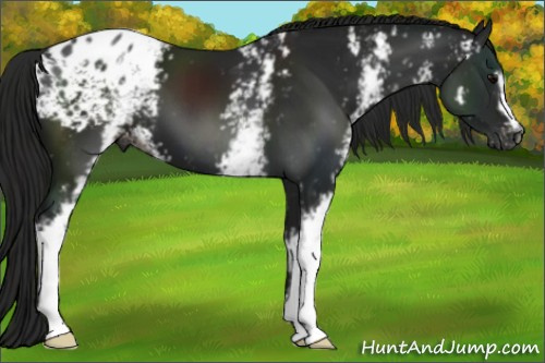 Horse Color:Gray White Spotted Black Appaloosa 
