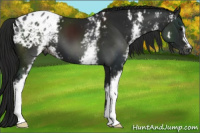 Horse Color:Gray White Spotted Black Appaloosa 