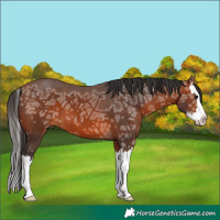 Horse Color:Bay Ice Splash 
