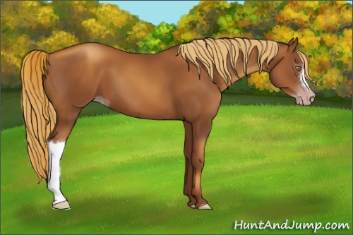 Horse Color:Gray Gold Champagne 